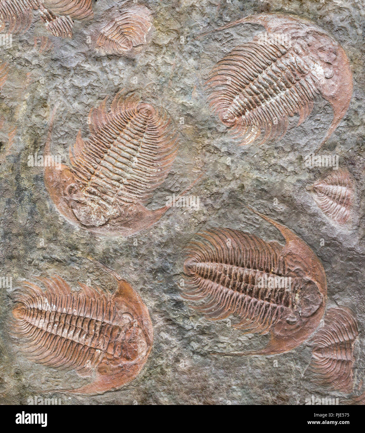 Full Frame Hintergrund zeigen viele Trilobiten Fossilien Stockfoto