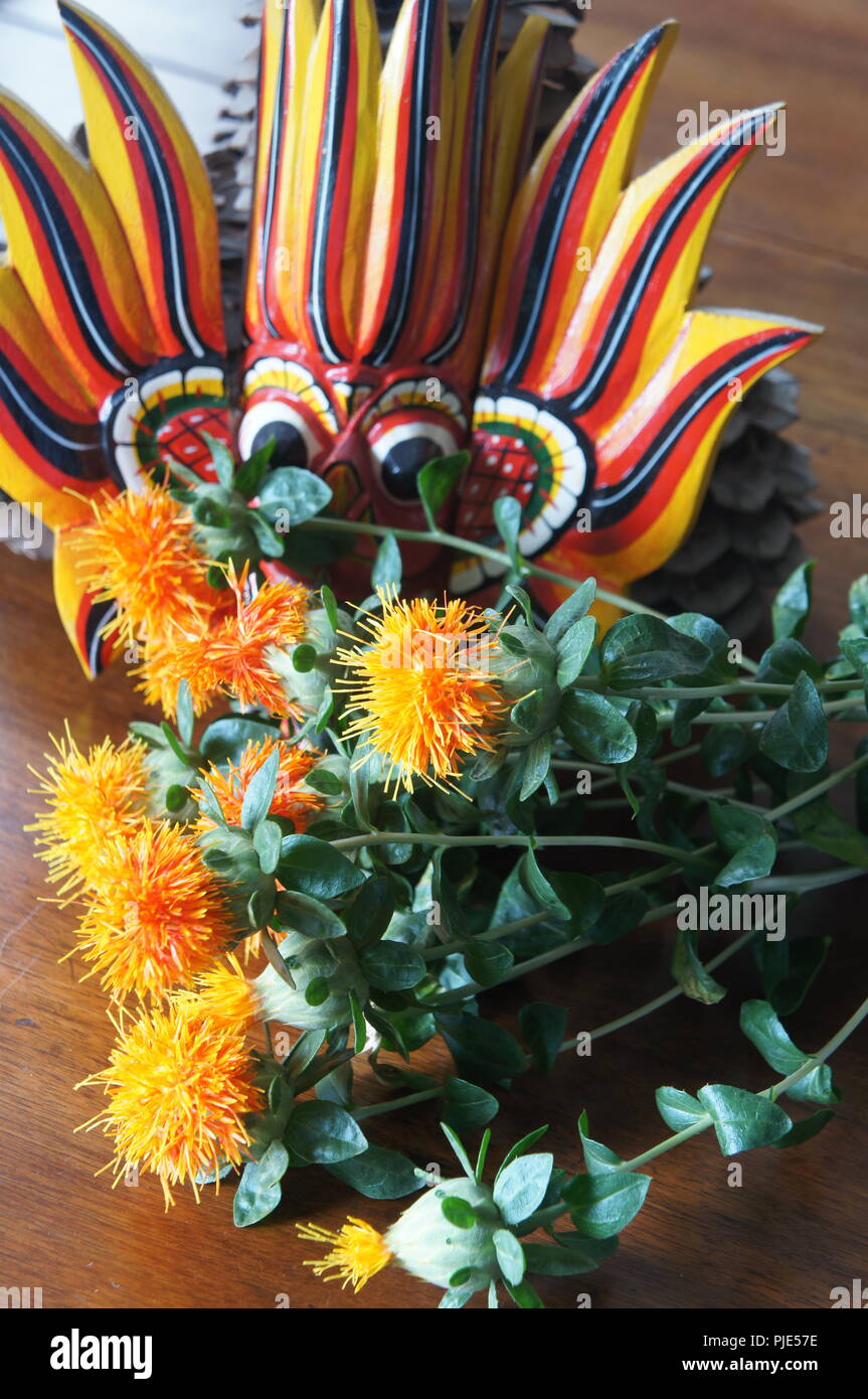 Fleurs Orangen de Carthamus tinctorius dans un-Einrichtung de Tissus de Soie, Flores anaranjadas de Carthamus tinctorius en una decoración de Tela de Seda, Stockfoto