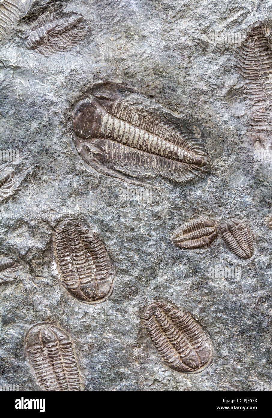 Full Frame Hintergrund zeigen viele Trilobiten Fossilien Stockfoto