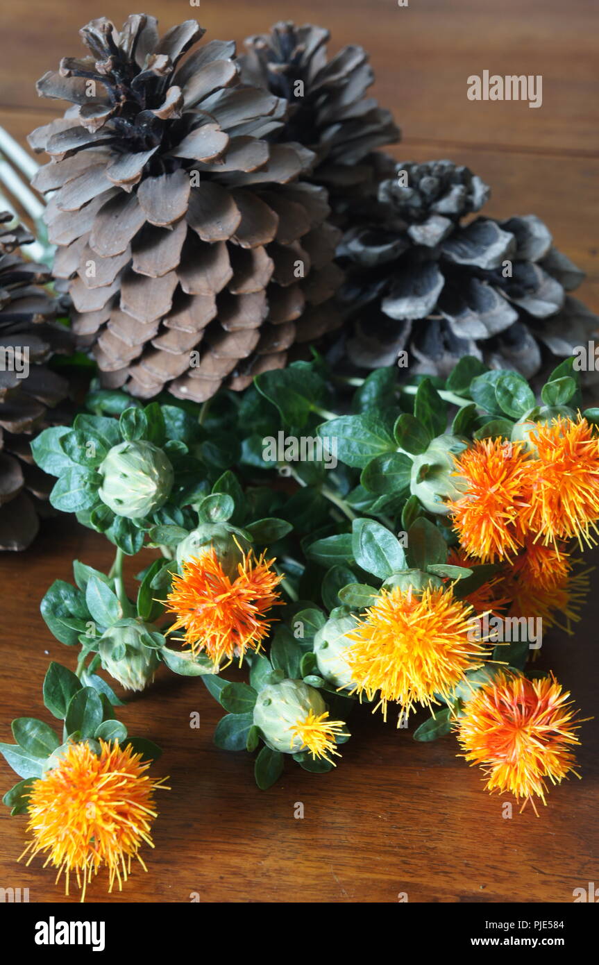Fleurs Orangen de Carthamus tinctorius dans un-Einrichtung de Tissus de Soie, Flores anaranjadas de Carthamus tinctorius en una decoración de Tela de Seda, Stockfoto
