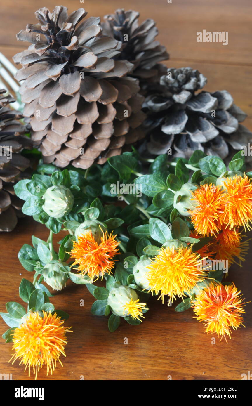 Fleurs Orangen de Carthamus tinctorius dans un-Einrichtung de Tissus de Soie, Flores anaranjadas de Carthamus tinctorius en una decoración de Tela de Seda, Stockfoto