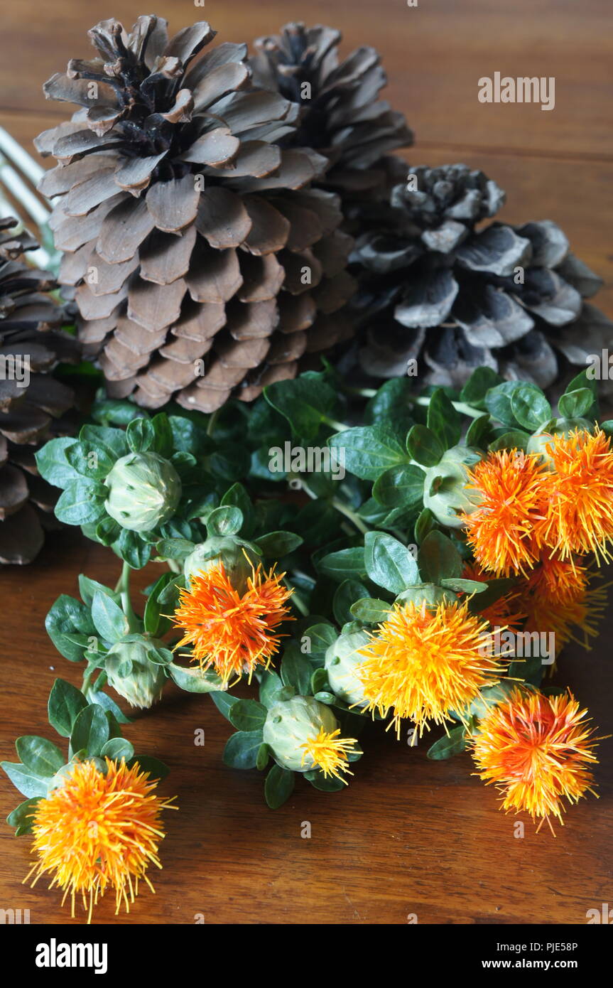 Fleurs Orangen de Carthamus tinctorius dans un-Einrichtung de Tissus de Soie, Flores anaranjadas de Carthamus tinctorius en una decoración de Tela de Seda, Stockfoto
