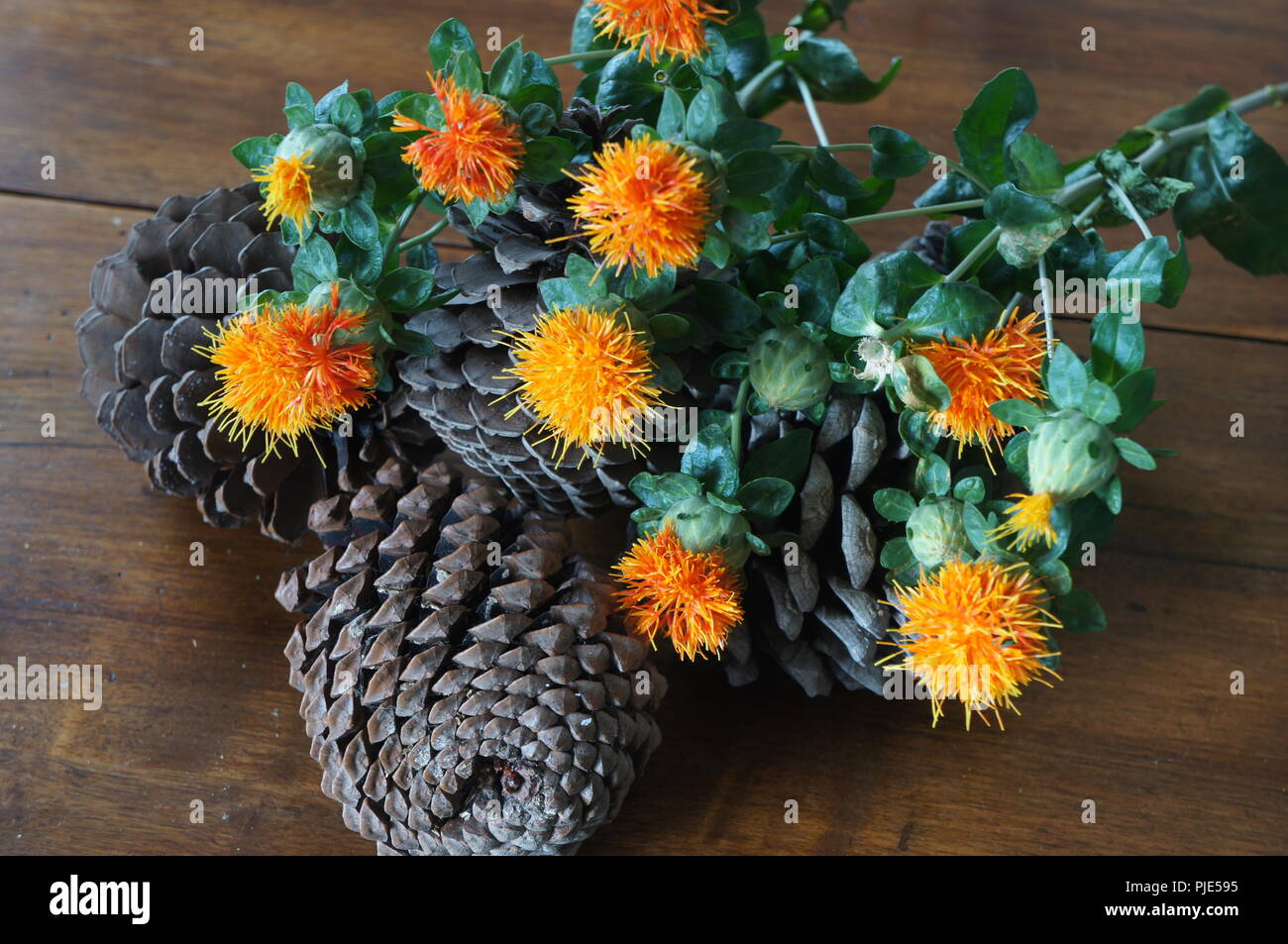 Fleurs Orangen de Carthamus tinctorius dans un-Einrichtung de Tissus de Soie, Flores anaranjadas de Carthamus tinctorius en una decoración de Tela de Seda, Stockfoto