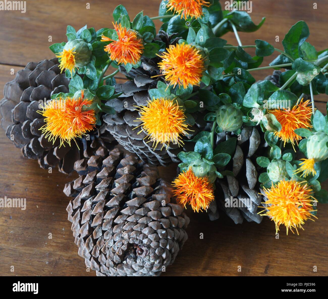 Fleurs Orangen de Carthamus tinctorius dans un-Einrichtung de Tissus de Soie, Flores anaranjadas de Carthamus tinctorius en una decoración de Tela de Seda, Stockfoto