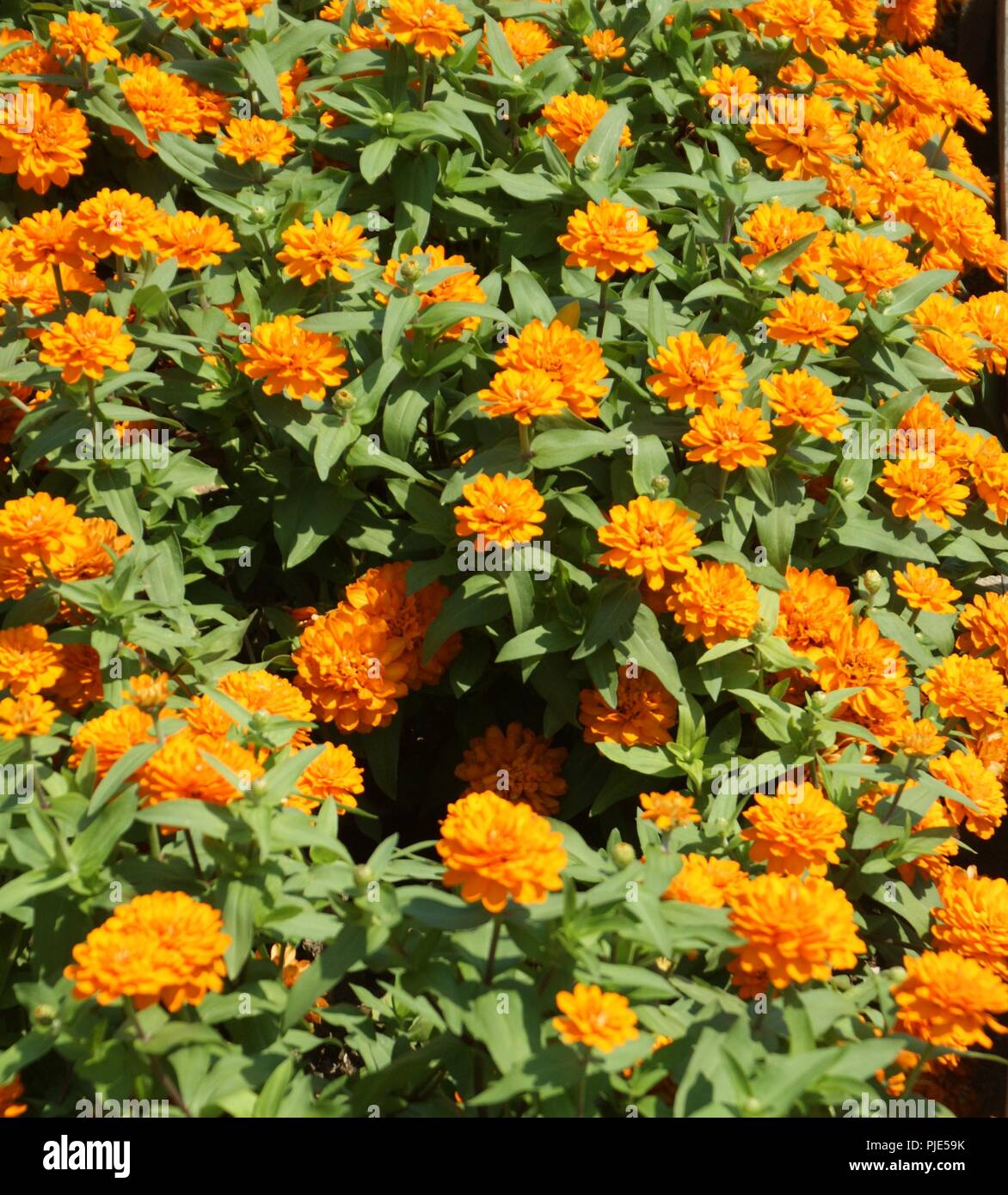 Massif de fleurs décoratives en Aménagement paysagé d'un jardin extraordinaire, dekorative Blumenbeet im Garten- und Landschaftsbau der Ausserordentlichen ga Stockfoto