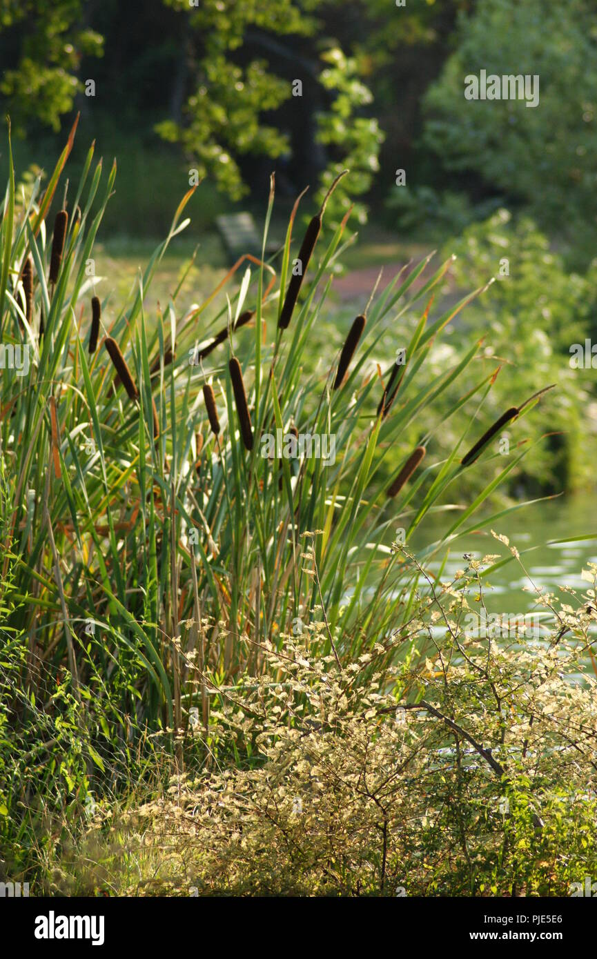 Massif de fleurs décoratives en Aménagement paysagé d'un jardin extraordinaire, dekorative Blumenbeet im Garten- und Landschaftsbau der Ausserordentlichen ga Stockfoto