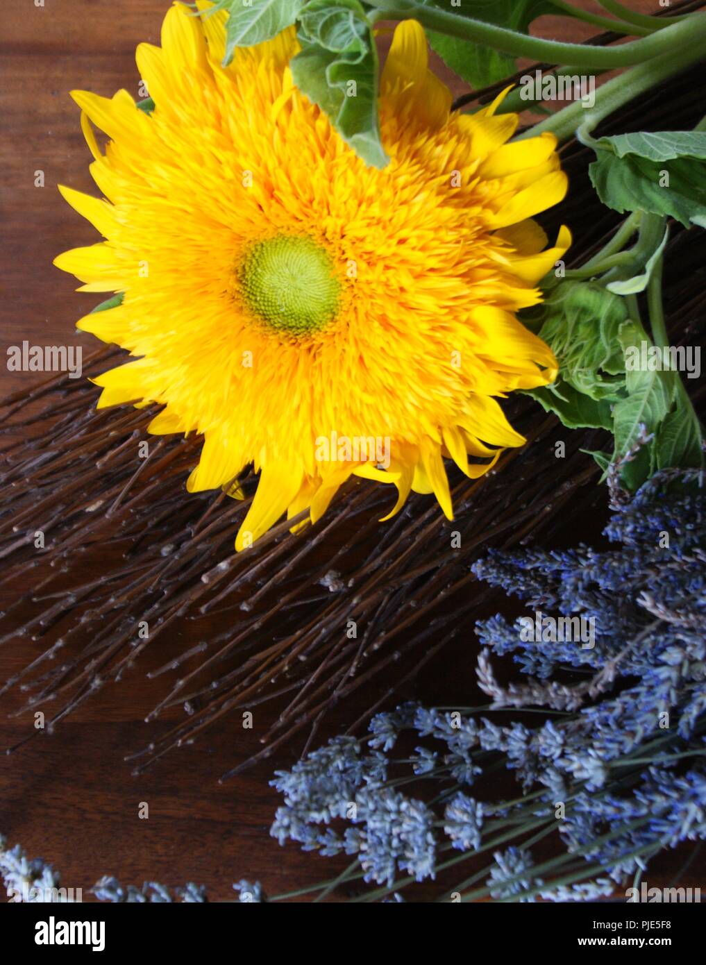 Tournesol Teddybär Helianthus annuus Stockfoto
