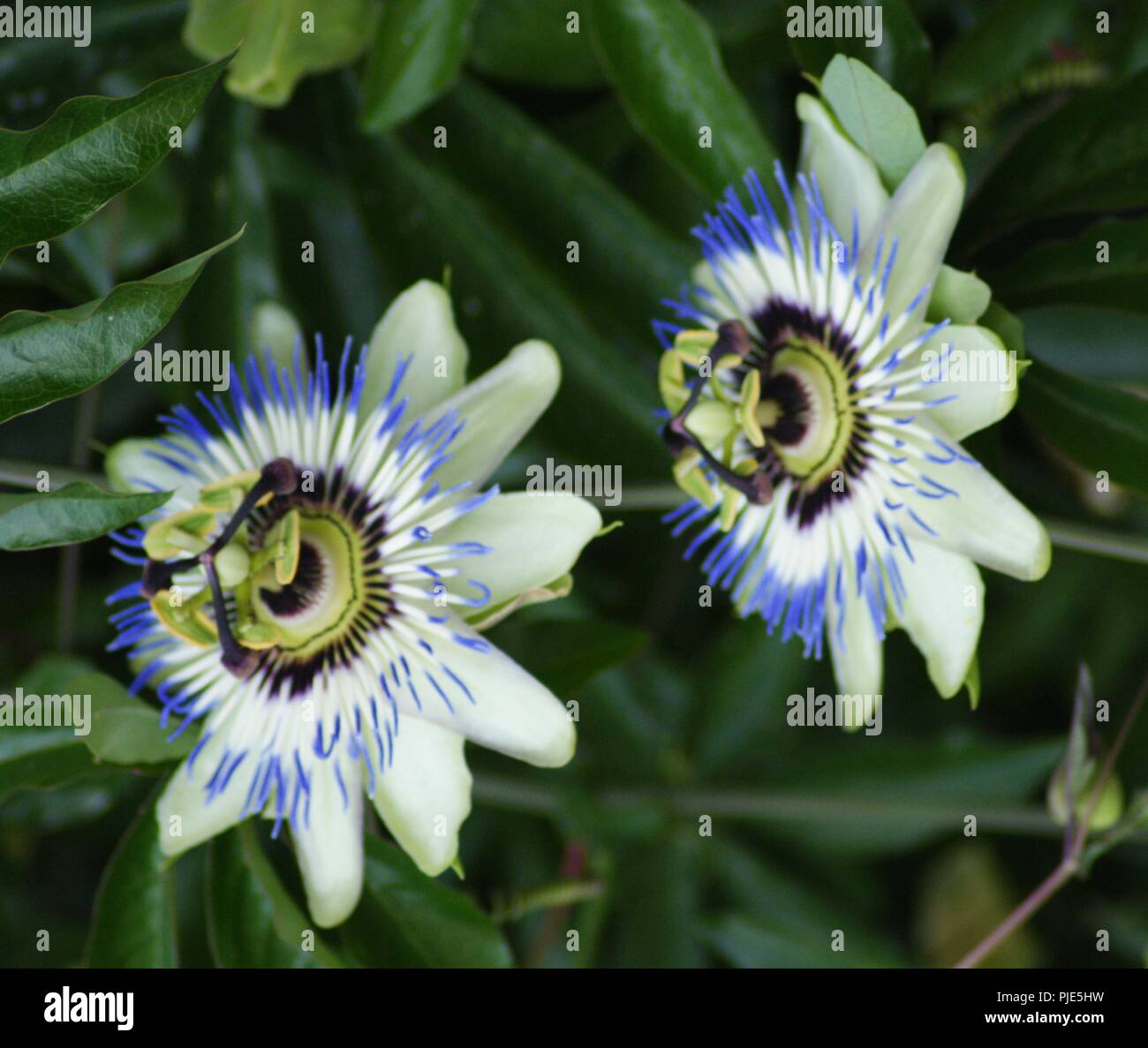 Gros Plan de fleur Indigo de Passiflora la fleur de la Passion, Passiflora, Leidenschaft Blumen, Leidenschaft, Reben, Nahaufnahme von Indigo Blume der Passiflora la Stockfoto