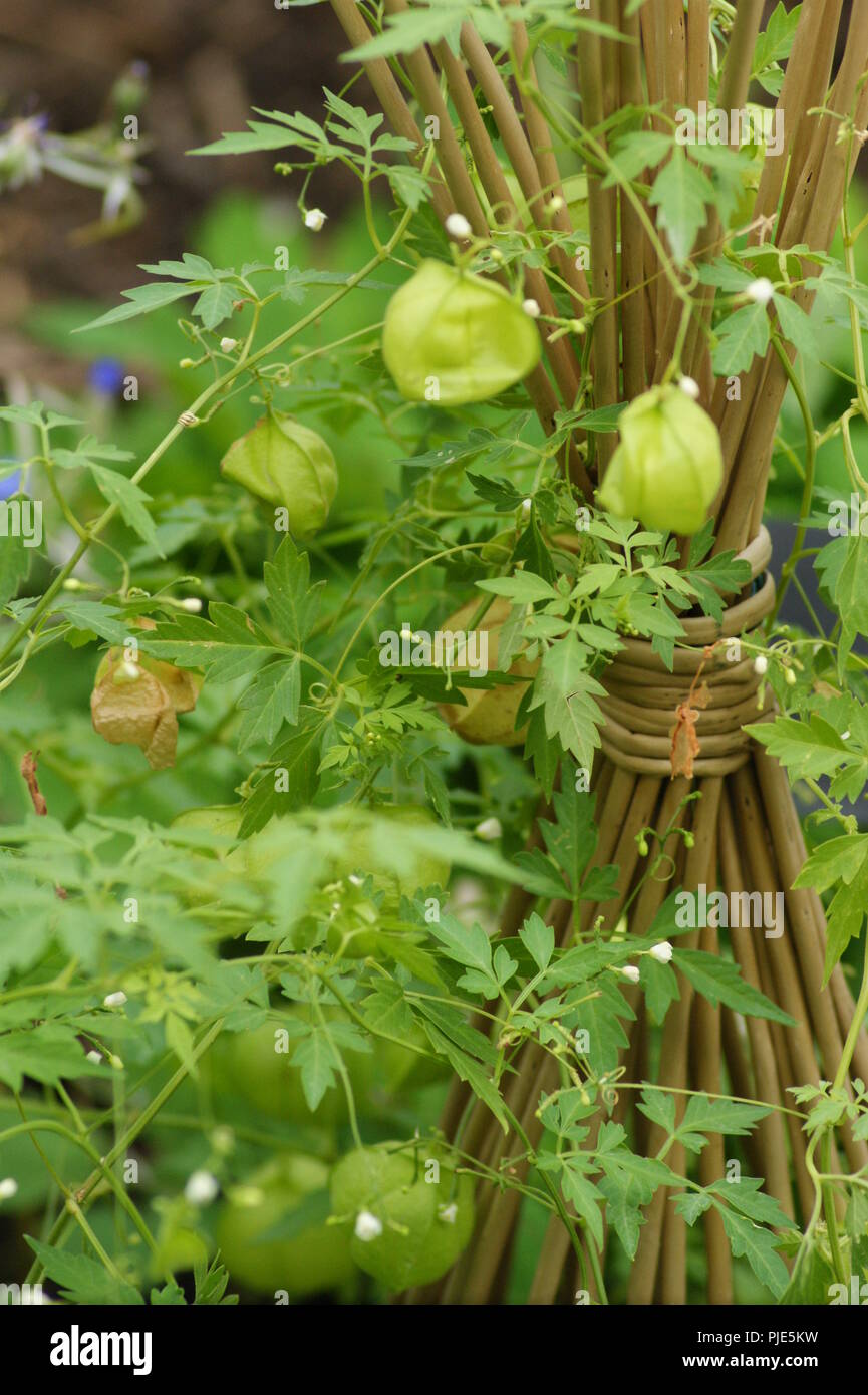 Gros Plan d'un Pied de Physalis de Kultur dans un jardin extraordinaire Deko florale, Nahaufnahme eines Fußes von Kap Stachelbeeren in Kultur in eine Ex Stockfoto