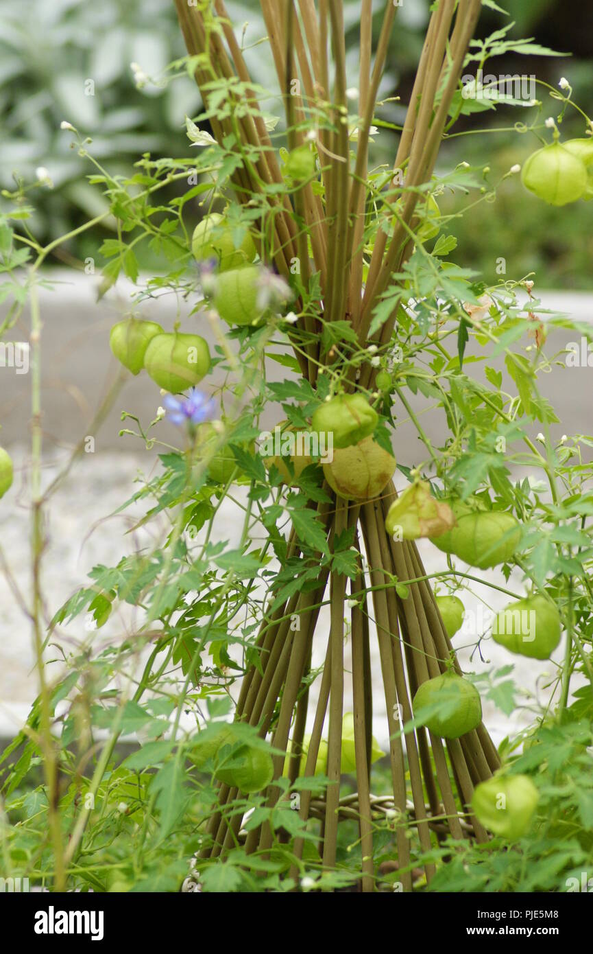 Gros Plan d'un Pied de Physalis de Kultur dans un jardin extraordinaire Deko florale, Nahaufnahme eines Fußes von Kap Stachelbeeren in Kultur in eine Ex Stockfoto