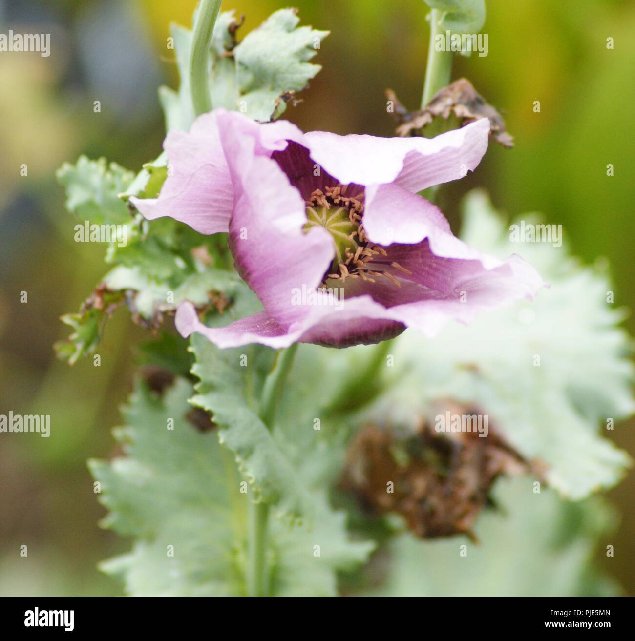 Gros Plan de fleur de pavot Rose et mauve Papaver somniferum papaveraeae, in der Nähe von Rosa Mohnblüte mauve Papaver somniferum papaveraeae, Stockfoto