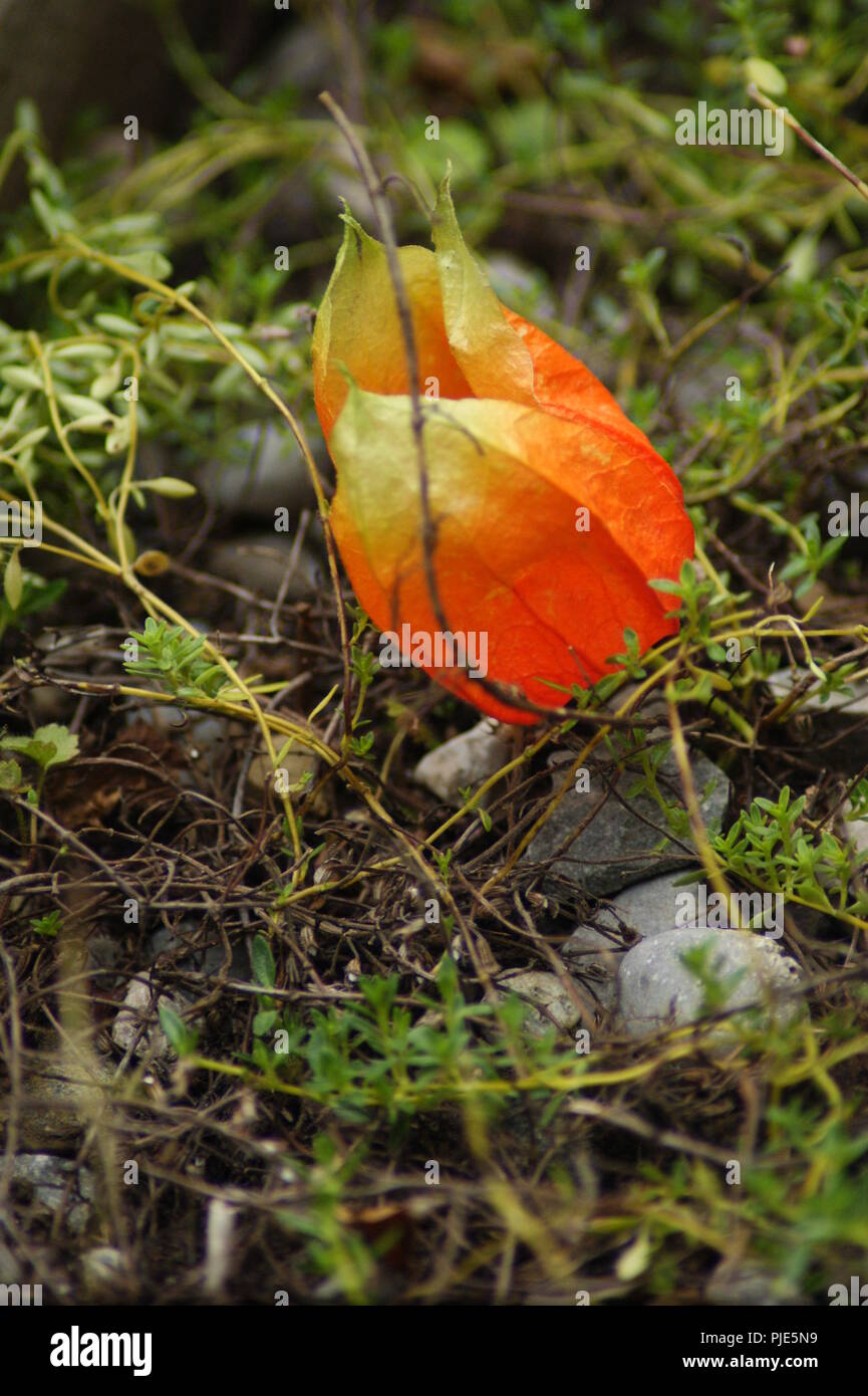Gros Plan d'une Fleur orange de Physalis sur un Fond de mousses Vertes, Nahaufnahme einer orange Kap Stachelbeeren Blume auf dem Hintergrund der grüne Moose, Stockfoto