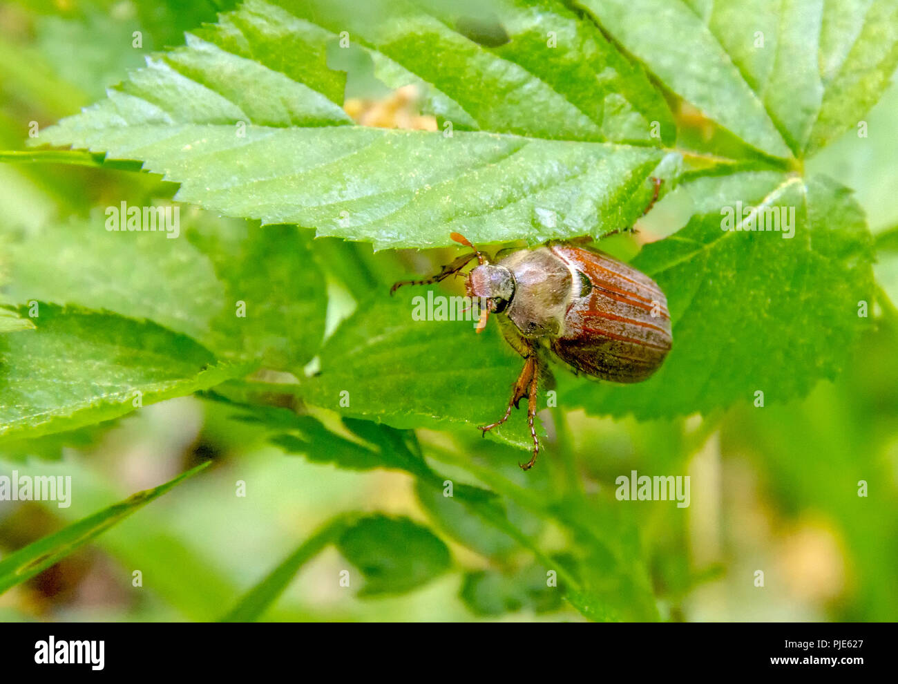 Mai Käfer sitzen auf einem Zweig mit frische Blätter in natürlichen Ambiente Stockfoto