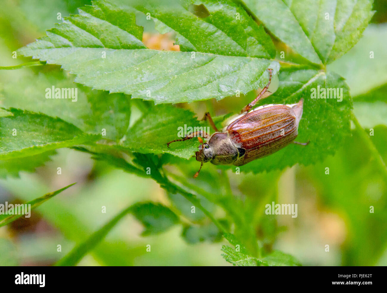 Mai Käfer sitzen auf einem Zweig mit frische Blätter in natürlichen Ambiente Stockfoto