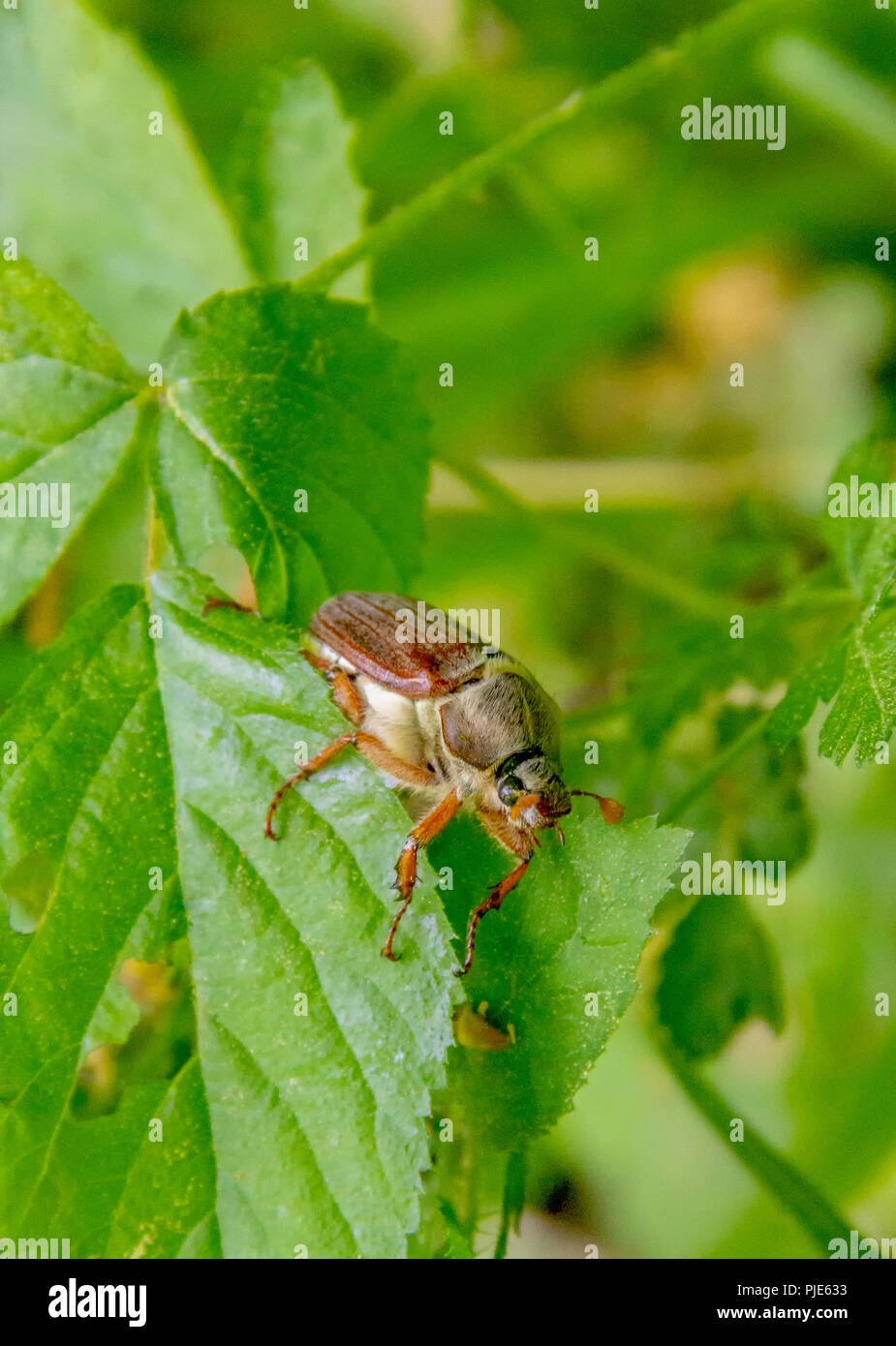 Mai Käfer sitzen auf einem Zweig mit frische Blätter in natürlichen Ambiente Stockfoto