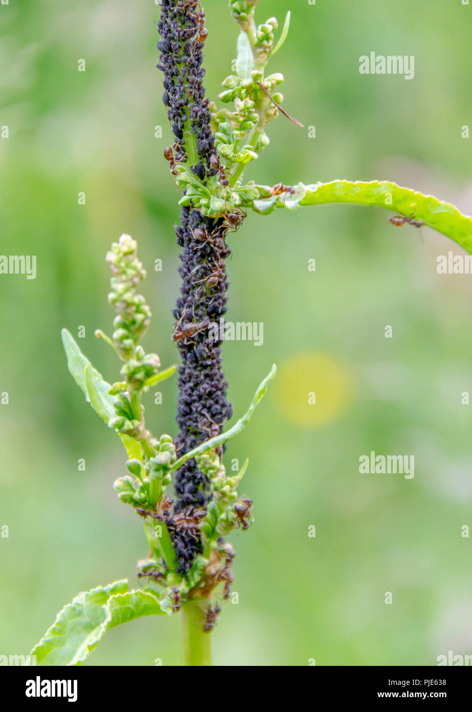 Blattläuse Kolonie durch einige Ameisen geschützt closeup im natürlichen Ambiente Stockfoto