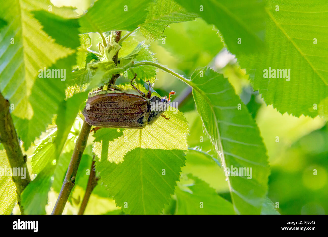 Mai Käfer sitzen unter einem Zweig mit frische Blätter in natürlichen Ambiente Stockfoto