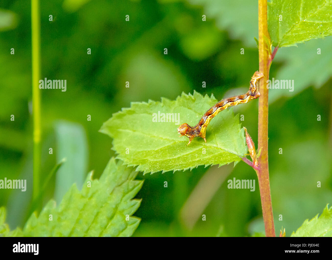 Bunt meliert Umbra Caterpillar in natürlichen, grünen leavy Ambiente Stockfoto