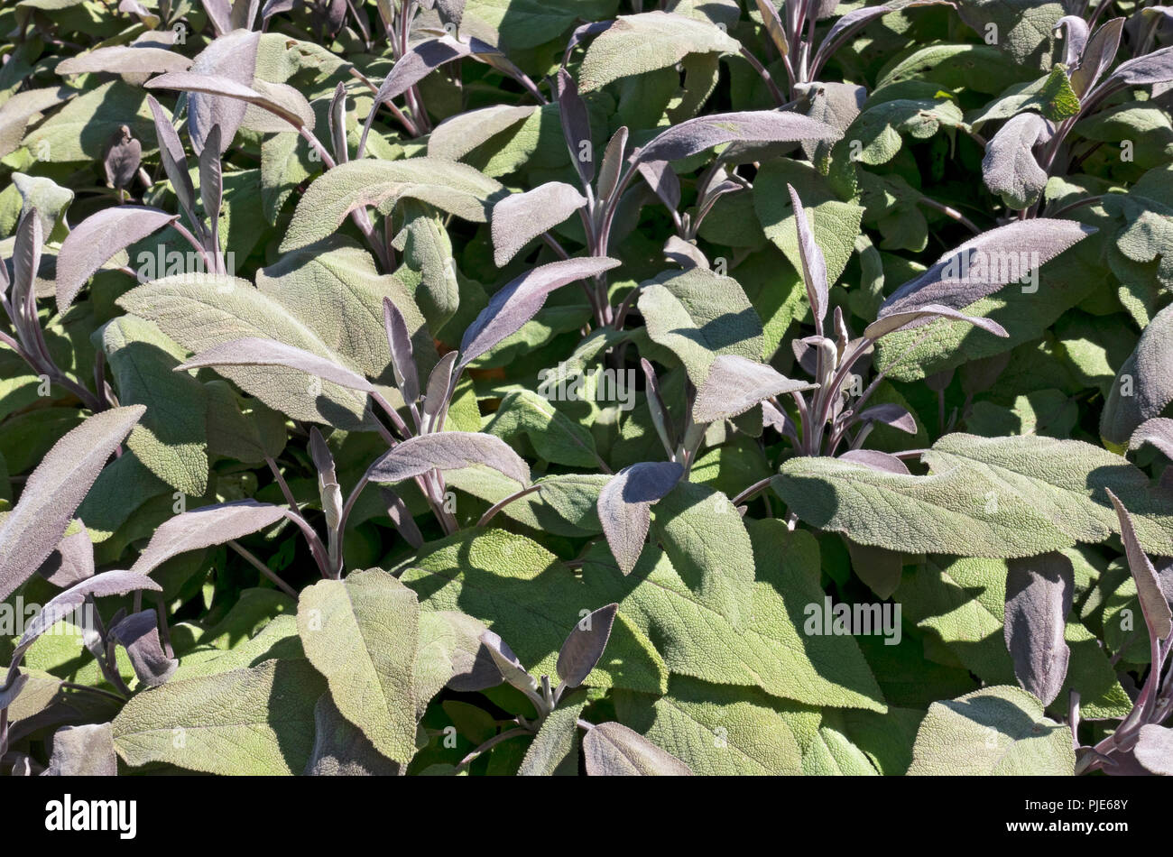 Nahaufnahme der Kräuterpflanzen von sage 'Robin Hill' im Sommer England Großbritannien GB Großbritannien Stockfoto