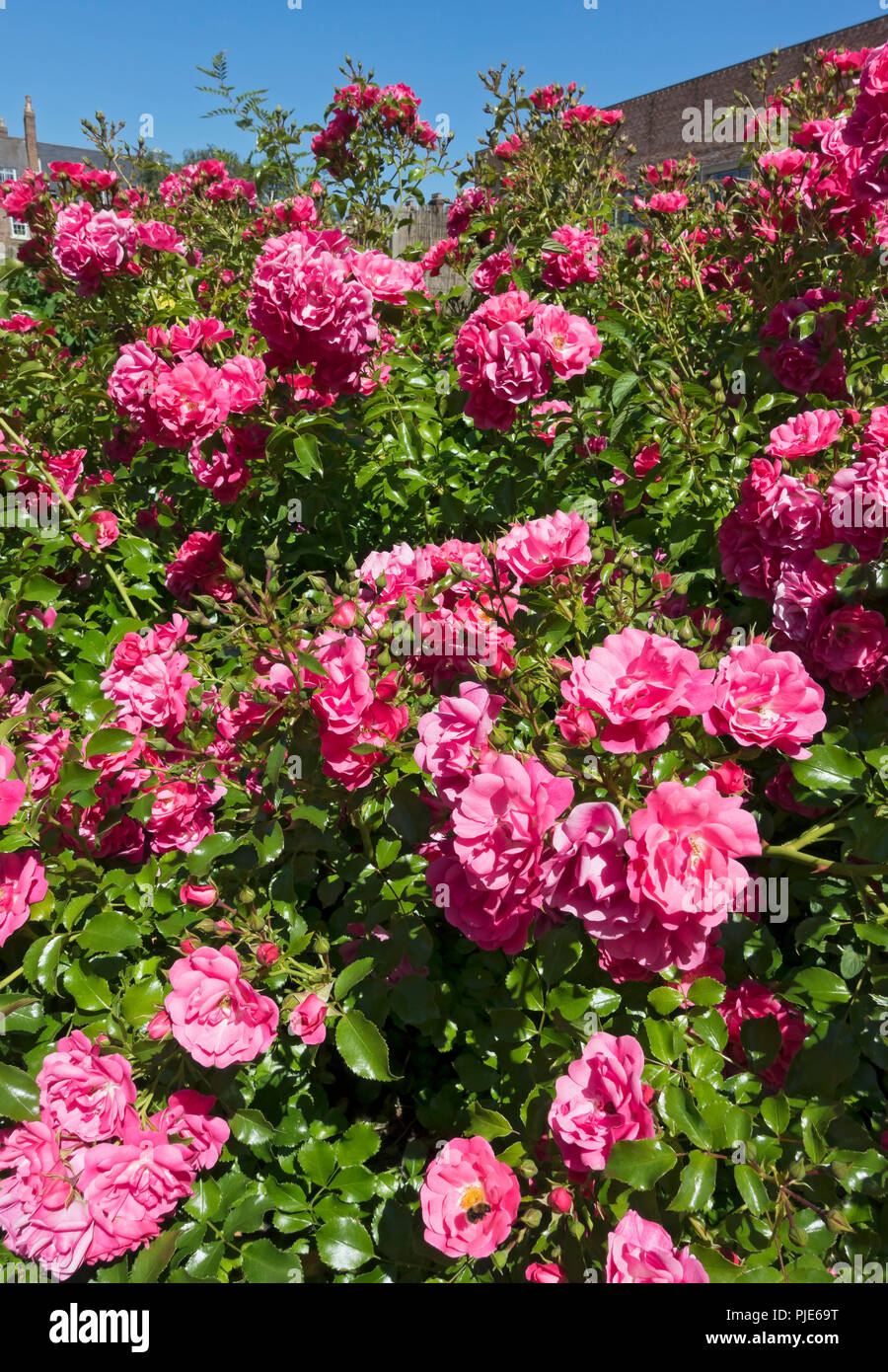 Nahaufnahme von rosa Rosen Rosen „Rosa Blumenteppich“ Blumenblumen, die im Sommer in einem Garten blühen England Großbritannien Großbritannien Großbritannien Großbritannien Stockfoto