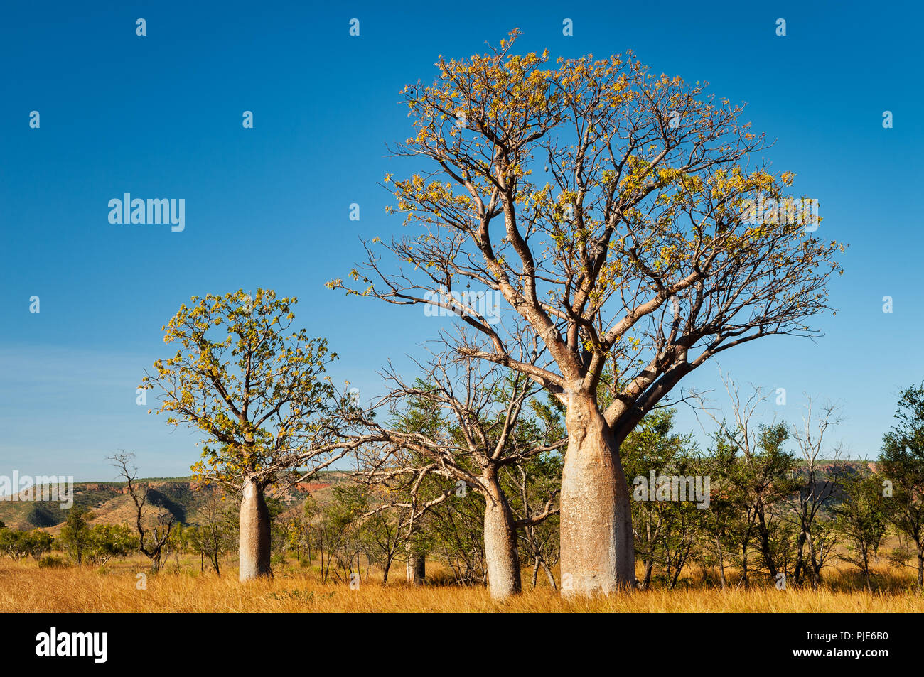 Boabs sind typisch für die tropische Region der Kimberley. Stockfoto