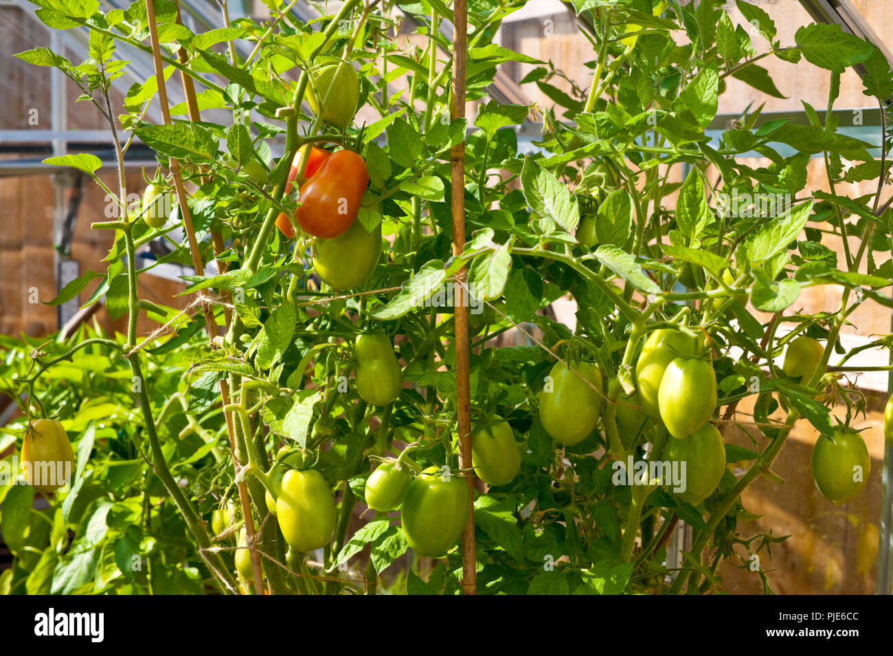 Nahaufnahme von Roma-Pflaumentomaten Tomatenpflanzen Pflanzen wachsen in  einem Gewächshaus im Sommer England Vereinigtes Königreich GB  Großbritannien Stockfotografie - Alamy