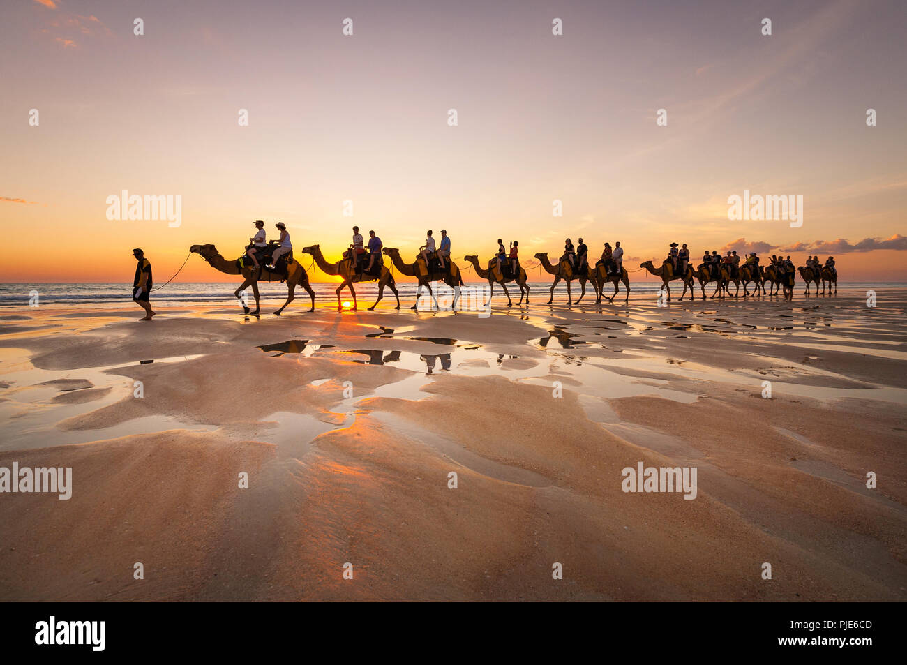 Kamel Tour an der berühmten Cable Beach in Broome. Stockfoto