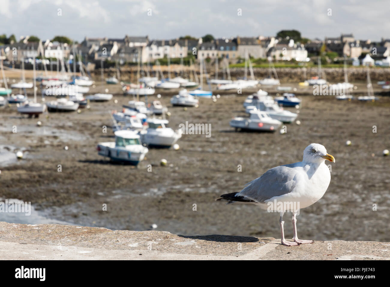 Seagull posiert vor zig Boote Warten auf das Ende der Ebbe auf das Meer. Stockfoto
