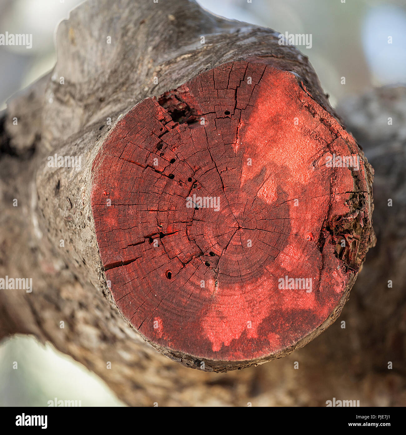 Baumstumpf abschneiden Baum rot zu markieren, indem die homewner oder Auftragnehmer, wo Sie sich befinden. Stock Bild. Stockfoto