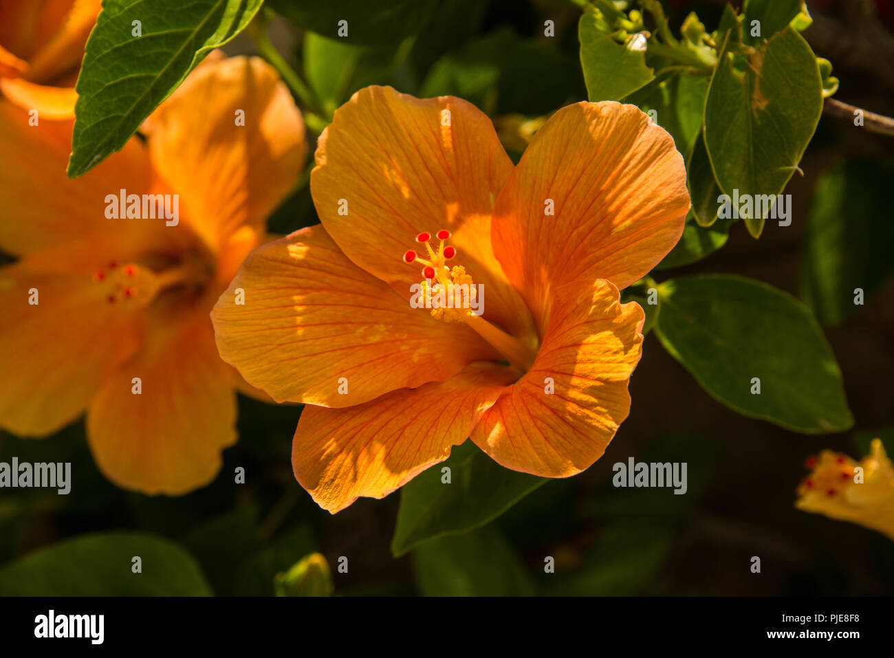Kletternder hibiskus Fotos und Bildmaterial in hoher Auflösung Alamy