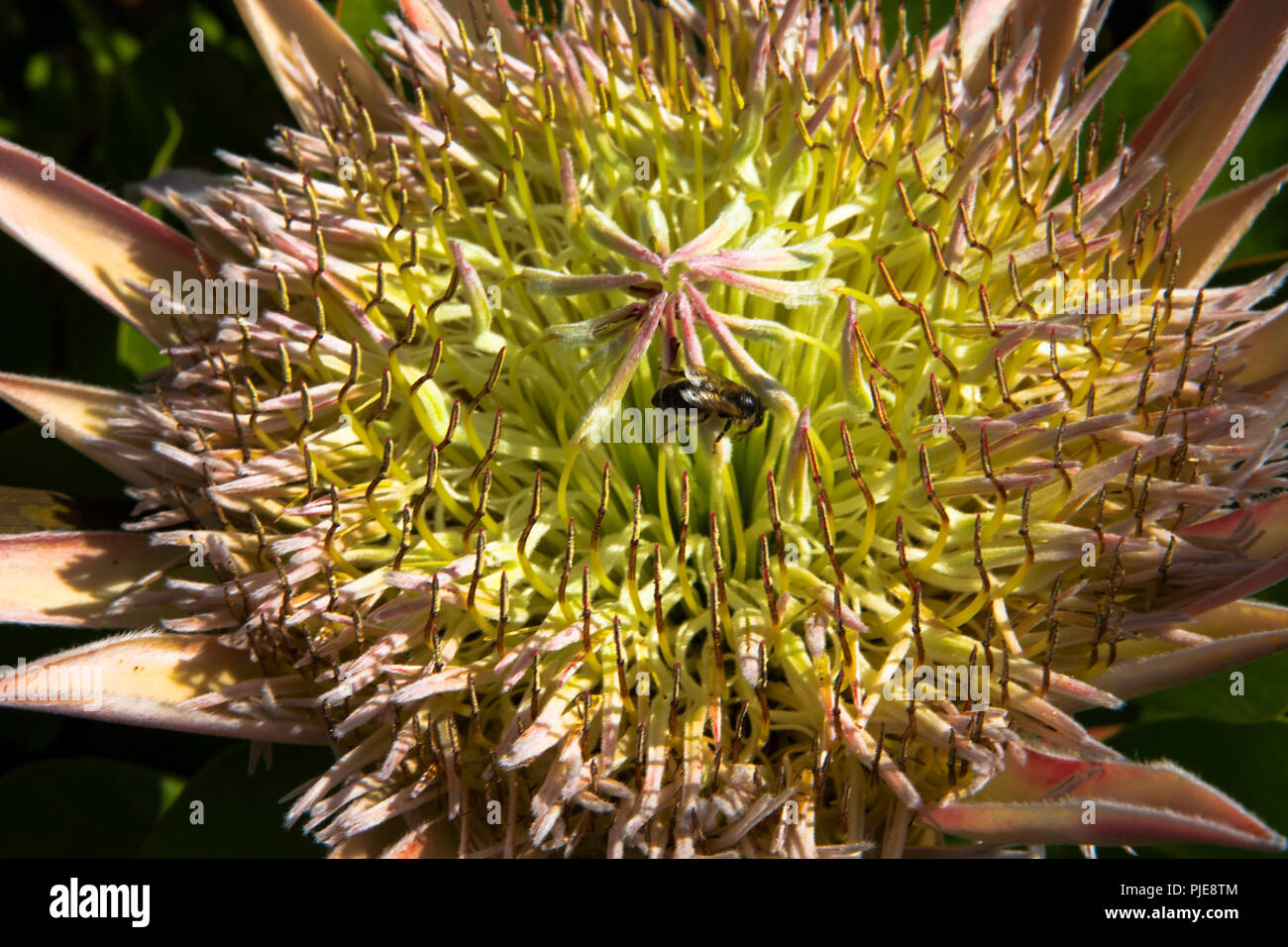 Protea cynaroides in Tresco Abbey Garten, Tresco, Isles of Scilly, Großbritannien Stockfoto