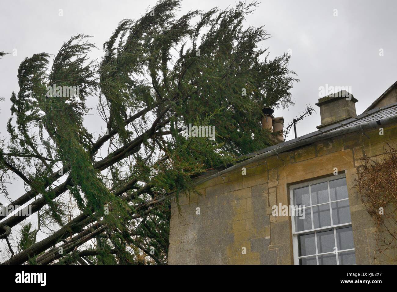 Deodar Zeder, die in einem Sturm geblasen, lehnte sich gegen ein Haus, Wiltshire UK, März. Stockfoto