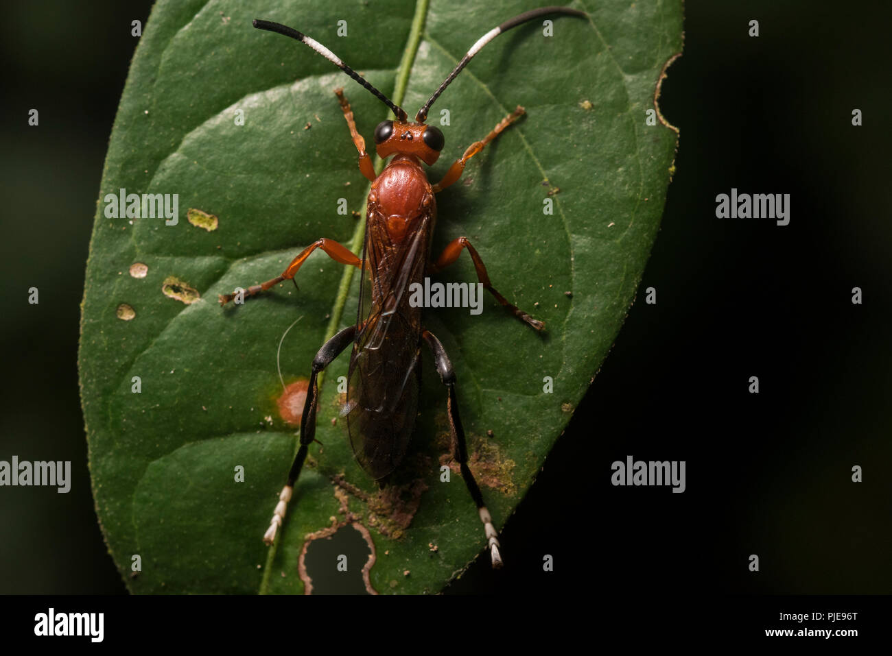 Eine kleine Rote Wespe aus dem Amazonas Dschungel im Süden Perus. Stockfoto