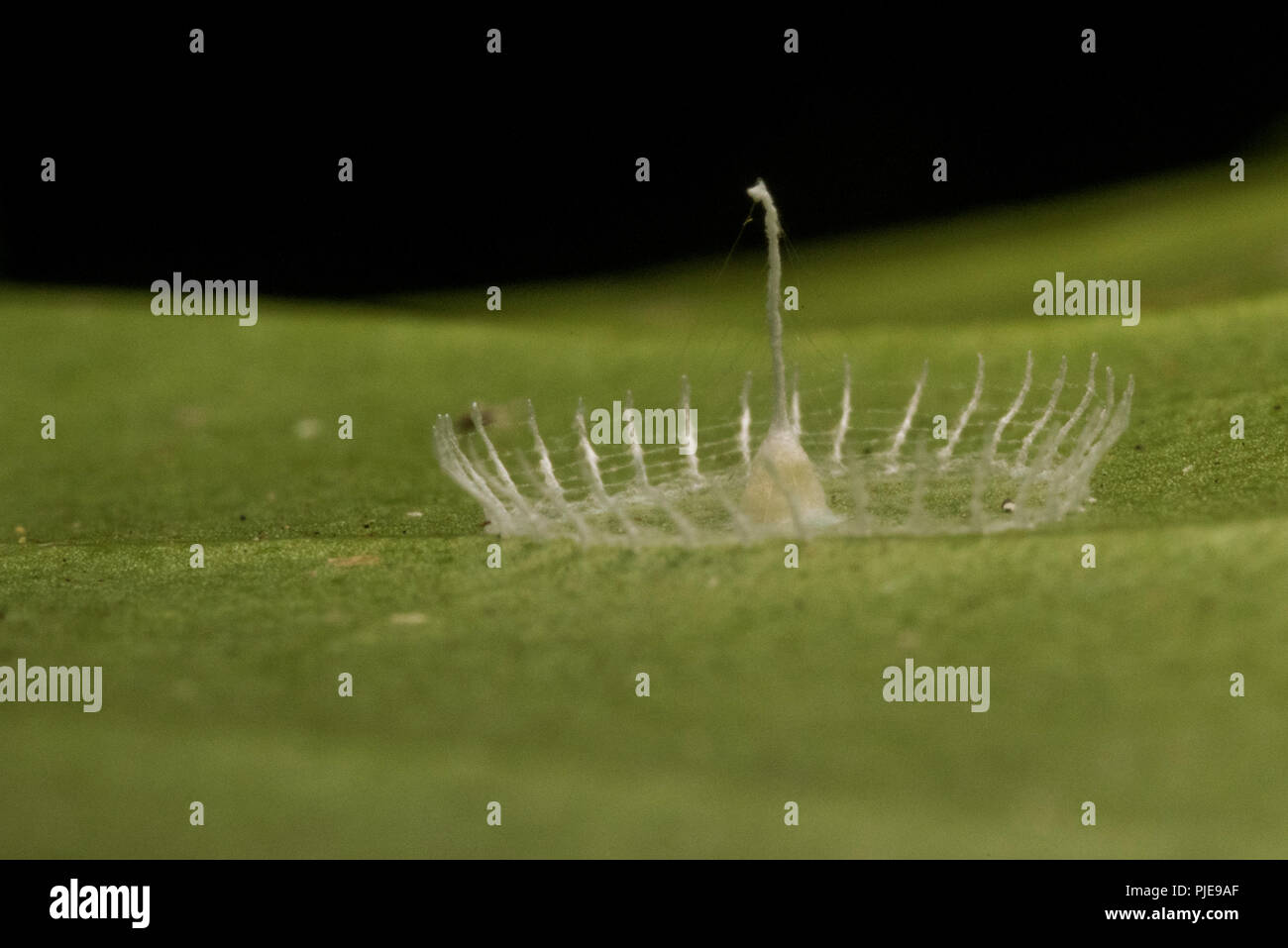 Dieses geheimnisvolle Struktur silkhenge genannt wird, ist es von einer Spinne seine Eier zu Hause gemacht. Es ist nicht bekannt, welcher sp von Spider bedeutet das, oder warum. Stockfoto