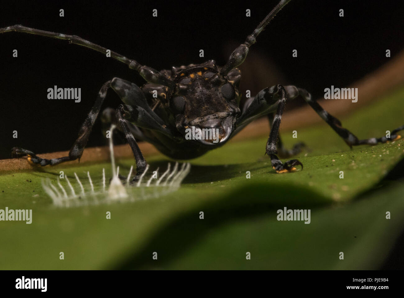 Dieses geheimnisvolle Struktur silkhenge genannt wird, ist es von einer Spinne seine Eier zu Hause gemacht. Hier ein Käfer steht ganz in der Nähe. Stockfoto