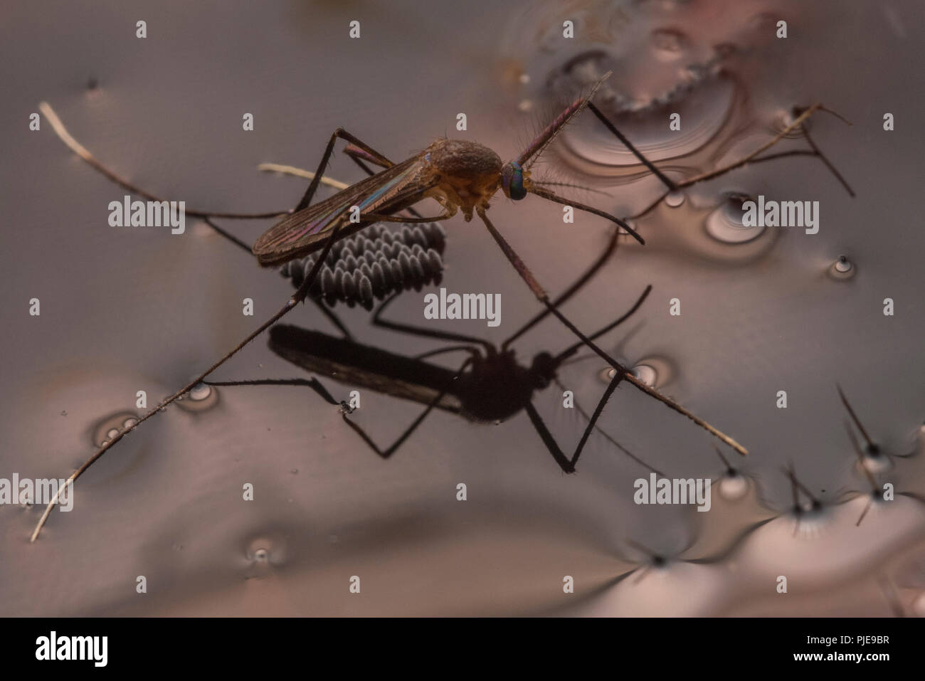 Eine weibliche Moskito ihre Eier ablegen auf der Wasseroberfläche, sie wird bald verlassen. Die Eier werden hinter bald schlüpfen und bleiben. Stockfoto