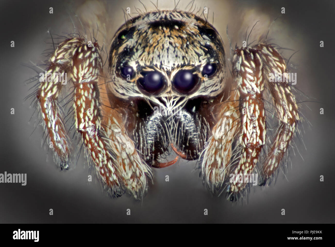 Zebra zurück Salticus scenicus) Spider (hohe makro Ansicht, Augen, Zähne Stockfoto