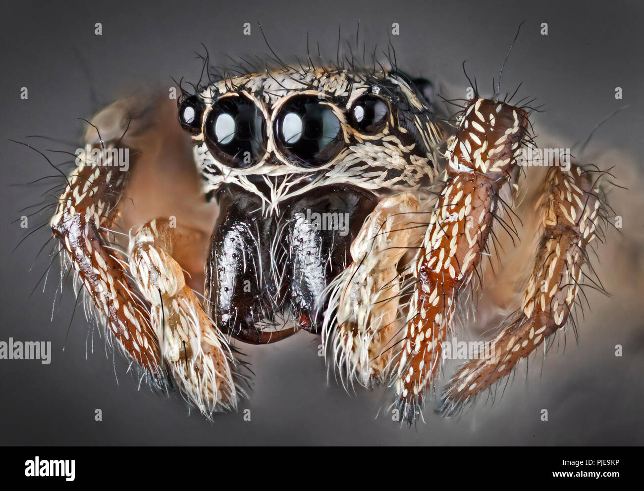 Zebra zurück Salticus scenicus) Spider (hohe makro Ansicht, Augen, Zähne Stockfoto