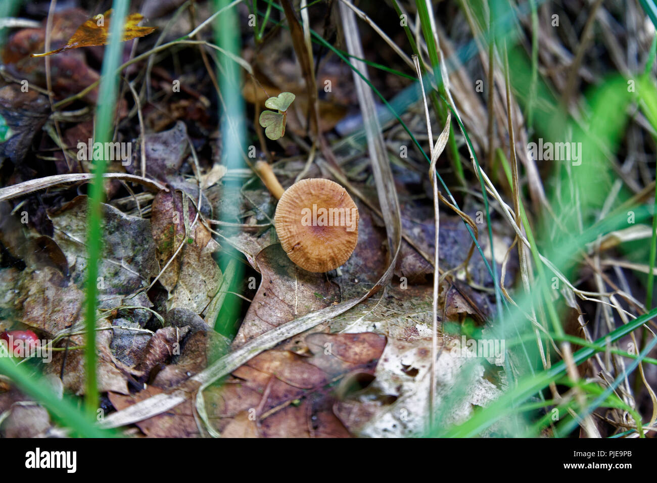 Pilz unter den Herbst Laub und alte Blätter im Wald, Herbst Landschaften Stockfoto