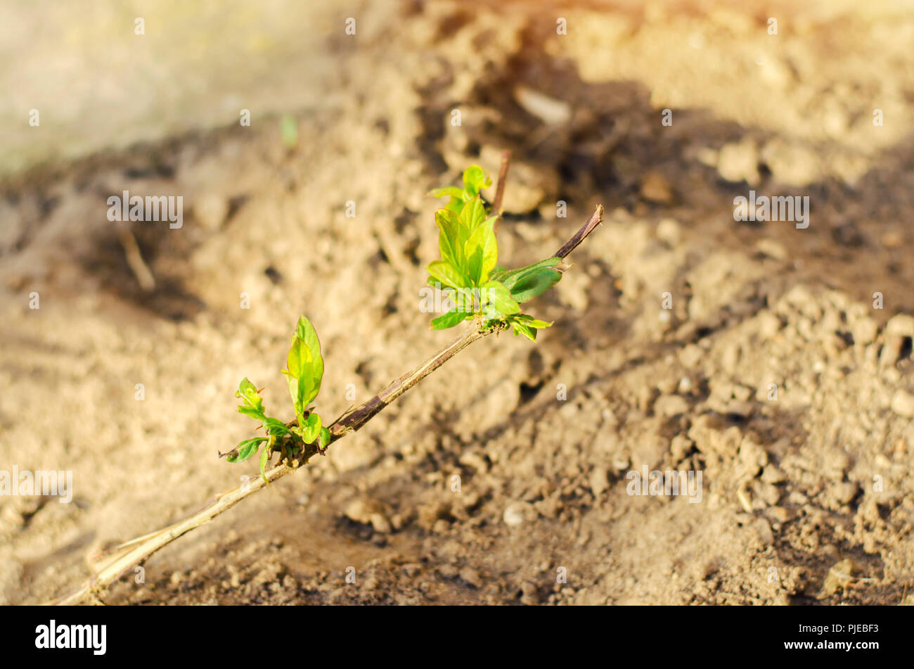 Geißblatt grüne junge Sproß wächst in den Boden, Nahaufnahme, Konzept der Frühling, Makro Stockfoto