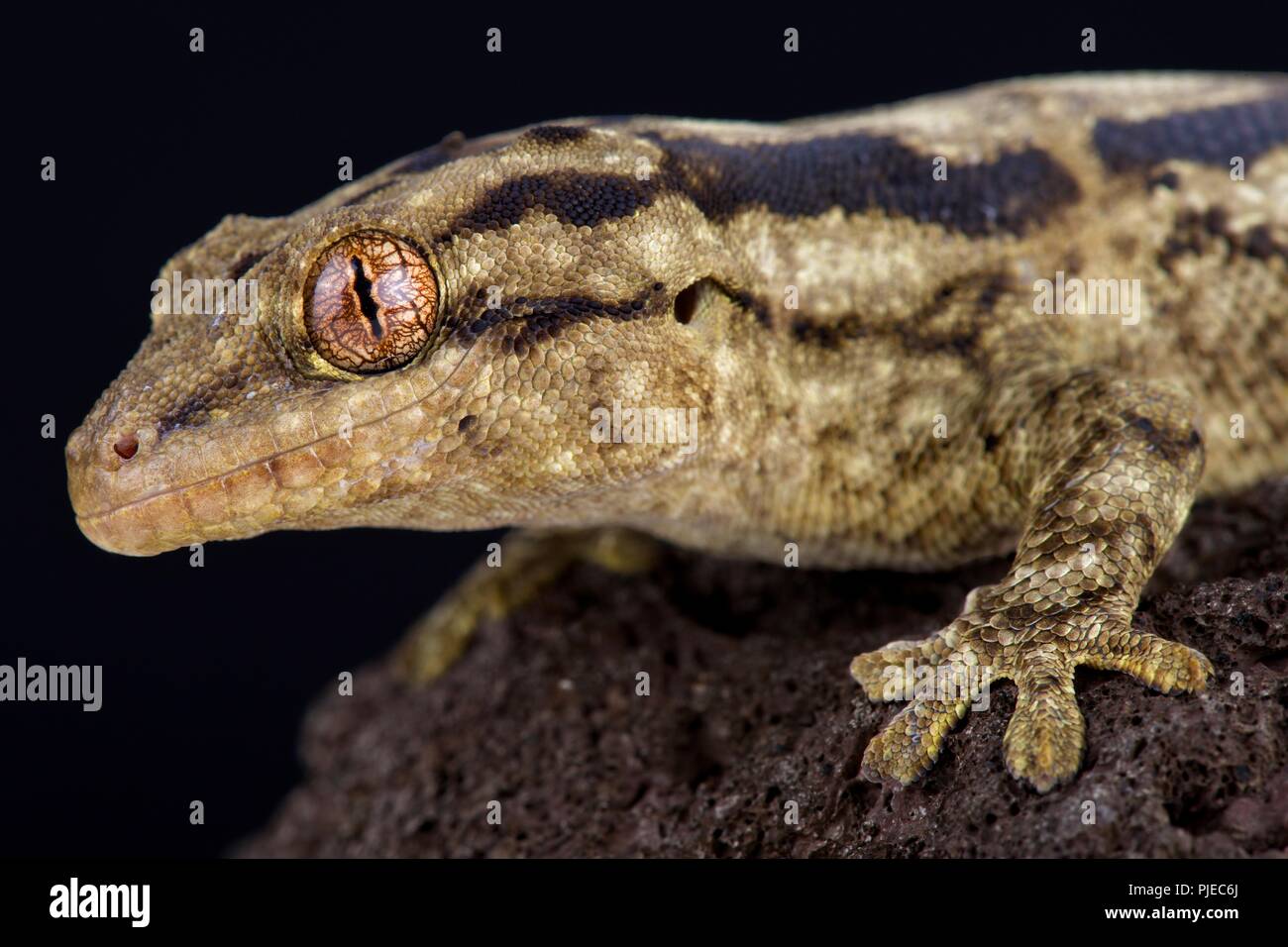 Der Gestreifte samt Gecko (Homopholis arnoldi) ist eine große, nachtaktive gecko Arten aus dem südlichen Afrika. Stockfoto