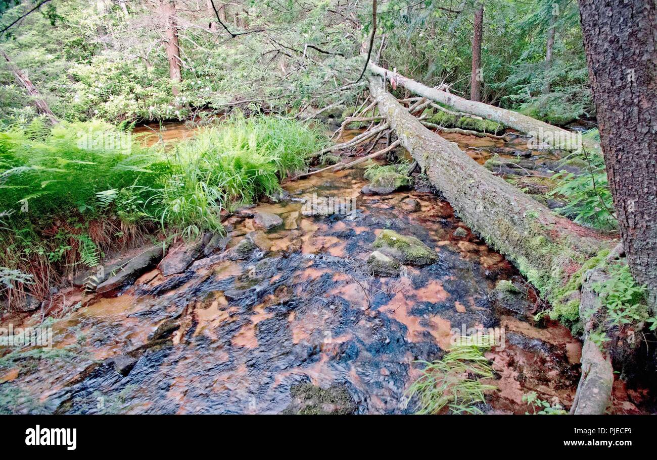 Lotic Ökosystem, Pocono Mountains, Pennsylvania Stockfoto