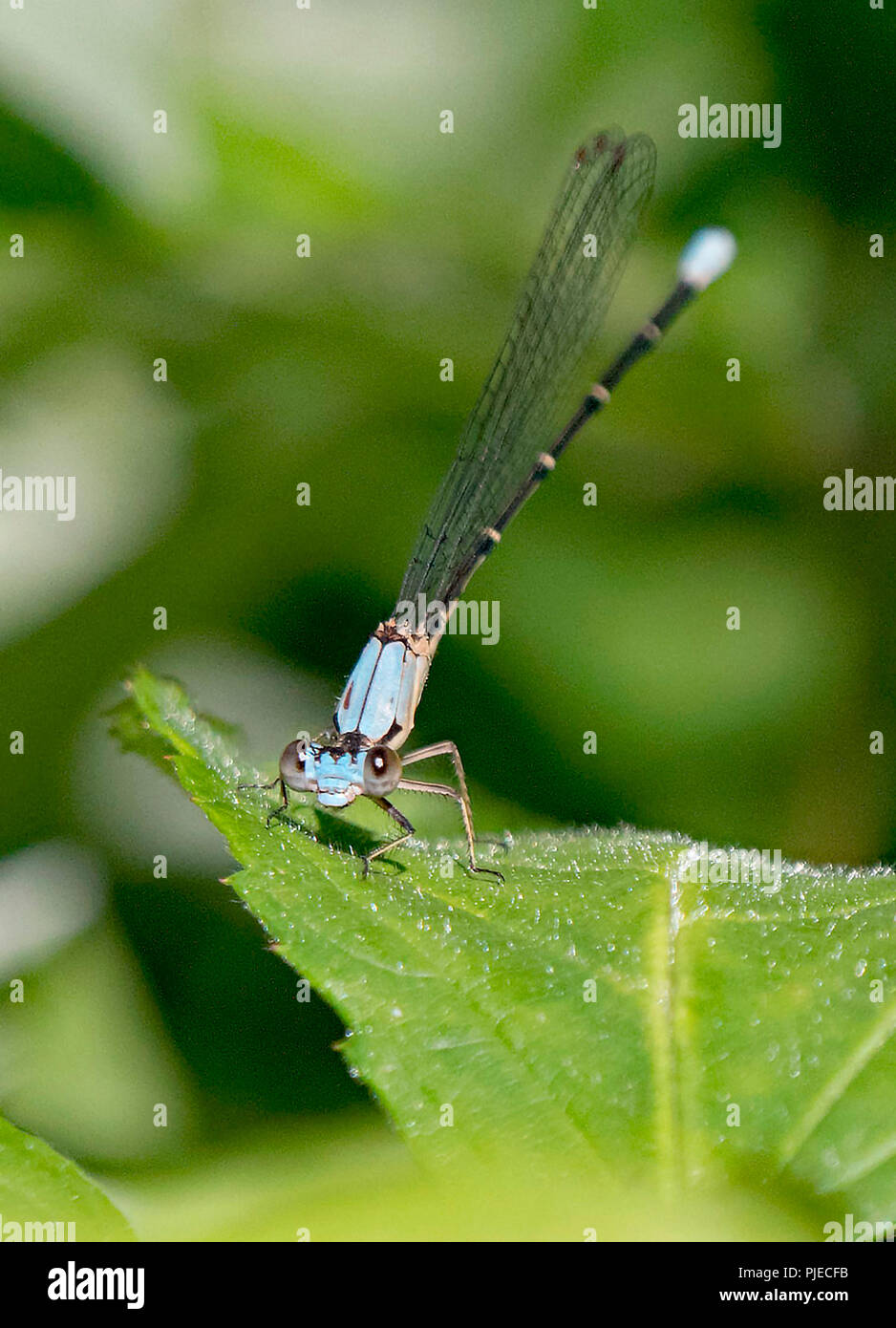 Green Darner Damselfly Stockfoto