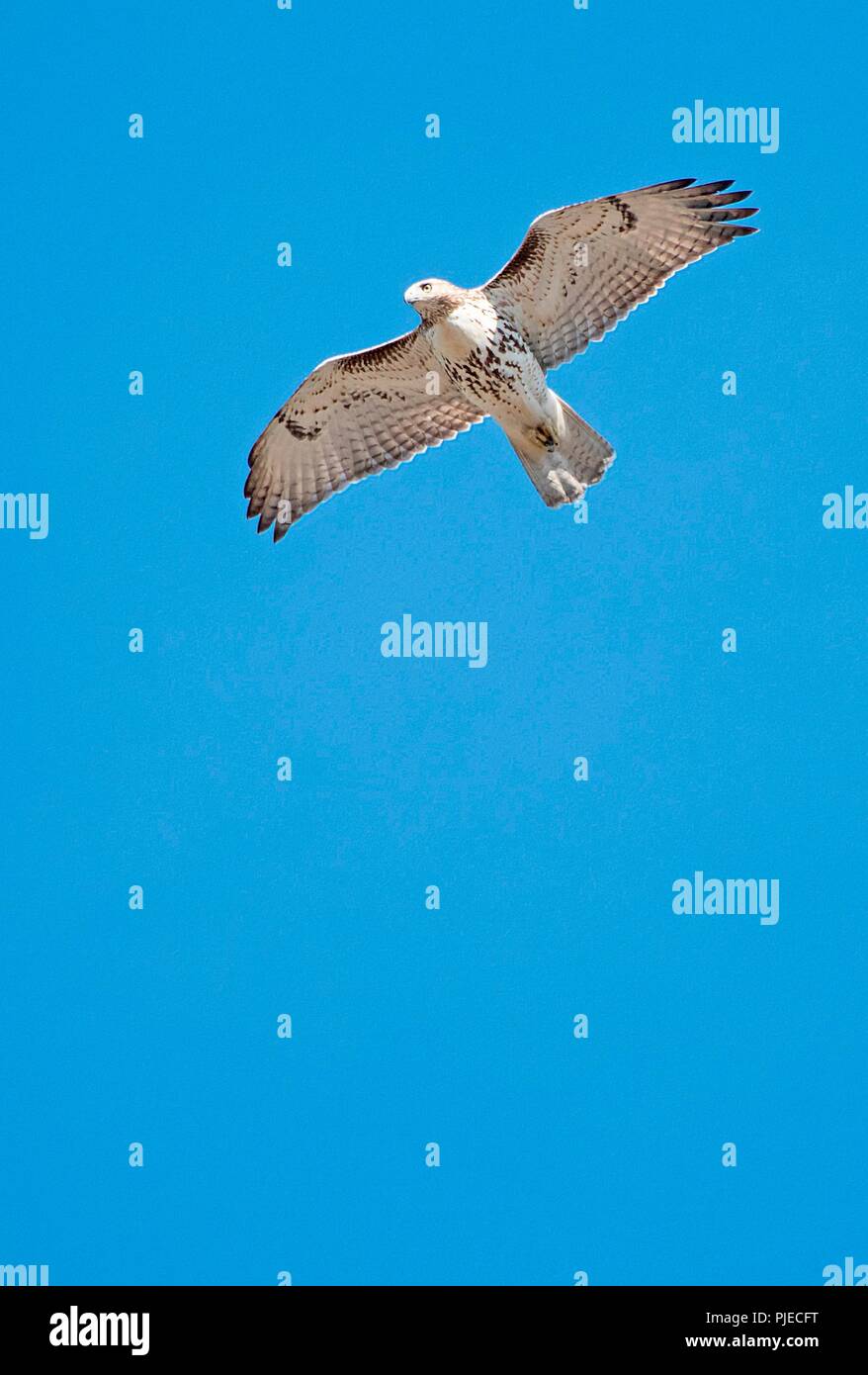 Rot - angebundener Falke im Flug Stockfoto