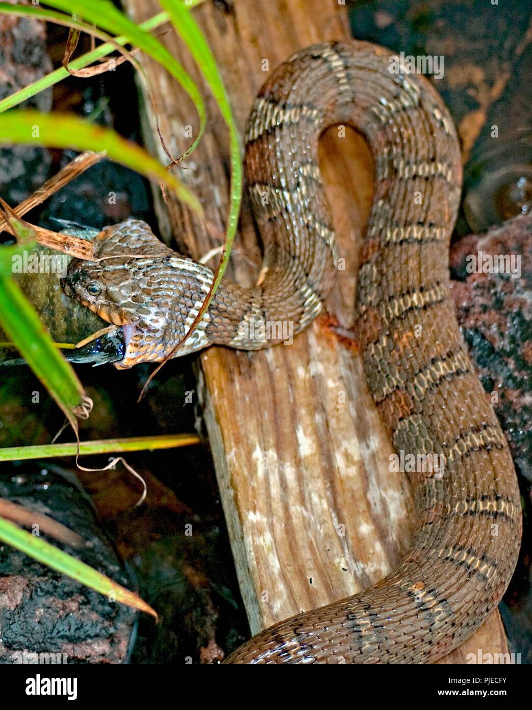 Northern Watersnake Essen Sunfish Stockfoto
