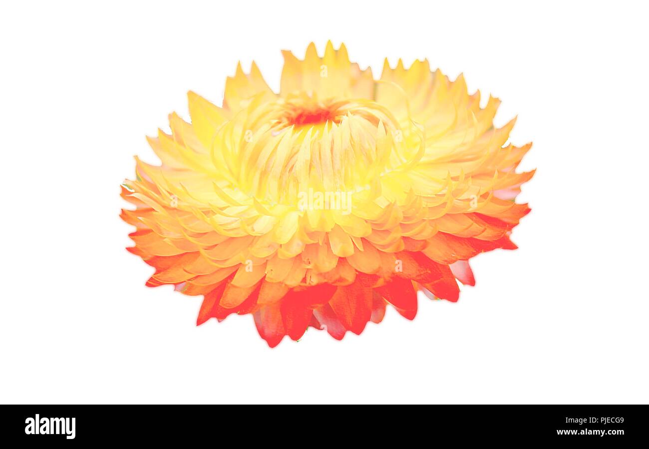 Strawflower Stockfoto
