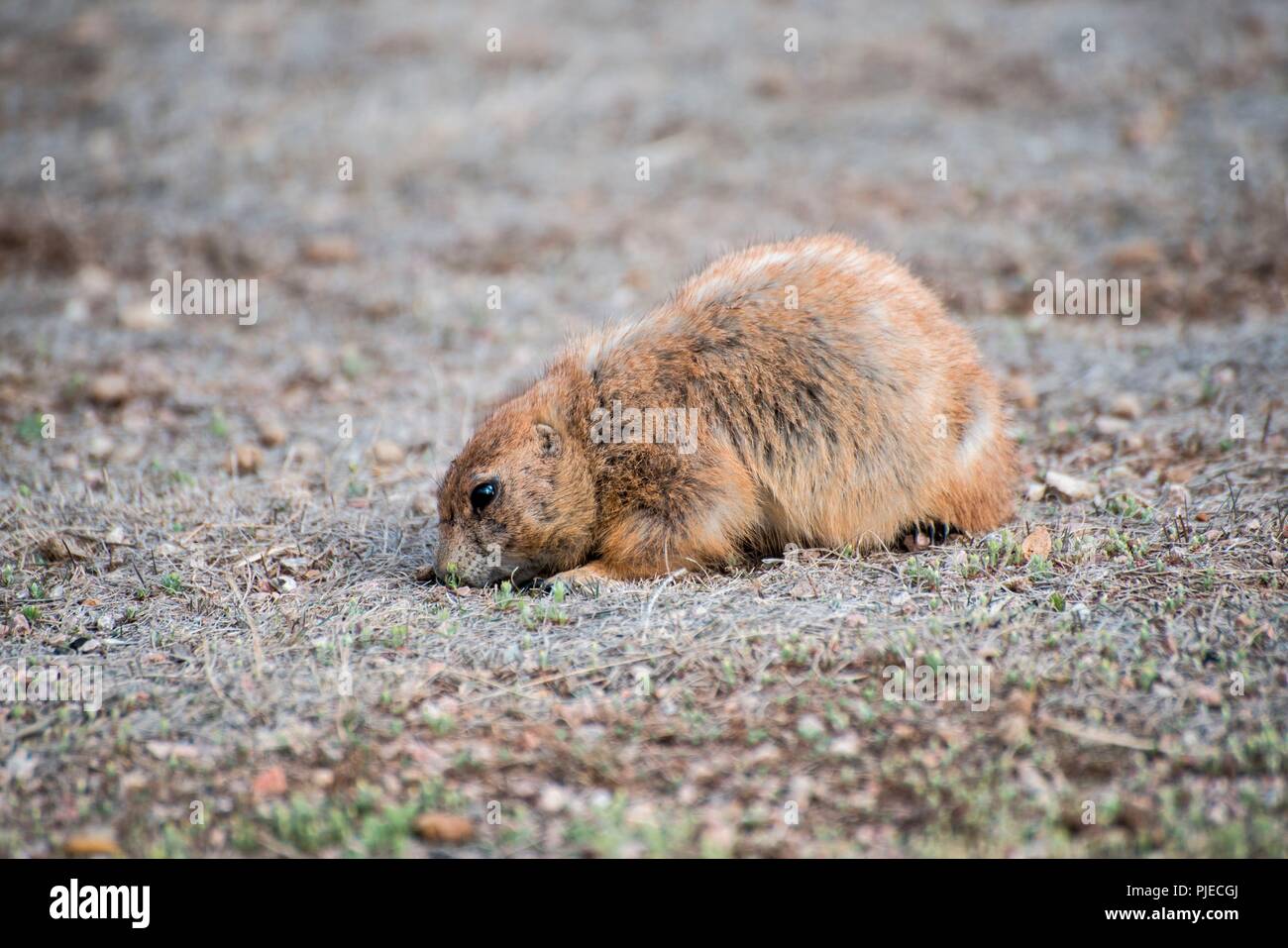 Schwarz-tailed prairie dog, Cynomys ludovicianus. Prairie dog Suchen nach Nahrung auf eine karge Prärie. Stockfoto