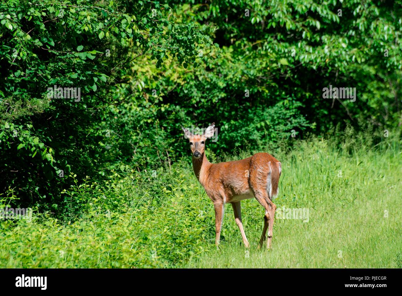 Weibliche Jugendliche Weißwedelhirsche, Odocoileus virginianus im Wald. Stockfoto