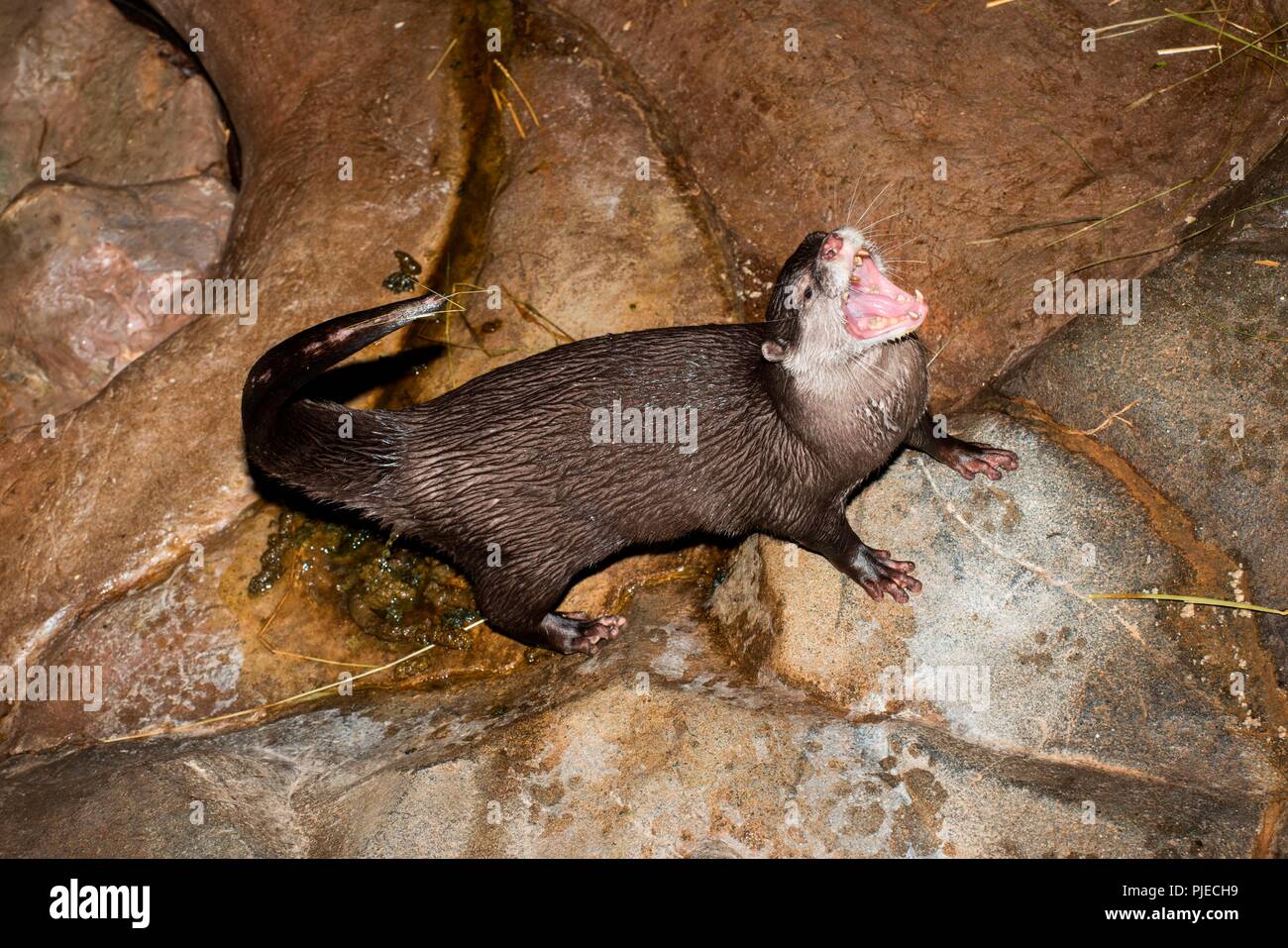 Asiatische Small - Kratzte; Otter Aonyx cinerea. Otter mit dem Wc nach dem Verzehr von Fisch. In der Regel benennt eine Fläche wie das Wc und der Rest von Ihr Haus sauber halten. Stockfoto