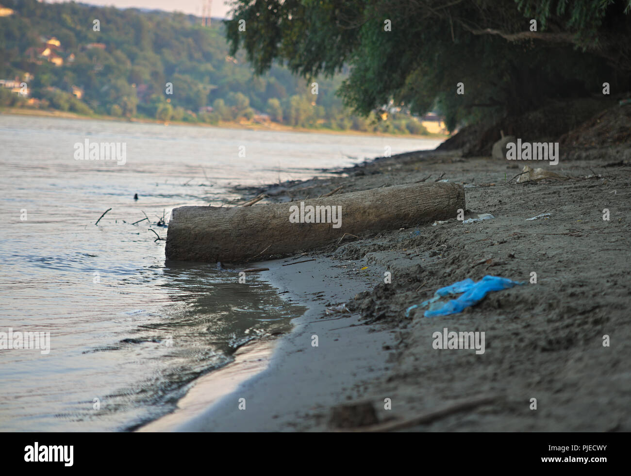 Baumstamm am Donau Ufer gestrandet Stockfoto